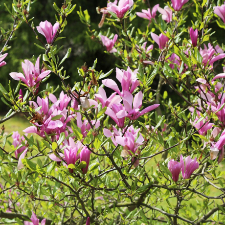 Magnolia Randy - Zdjęcie №2