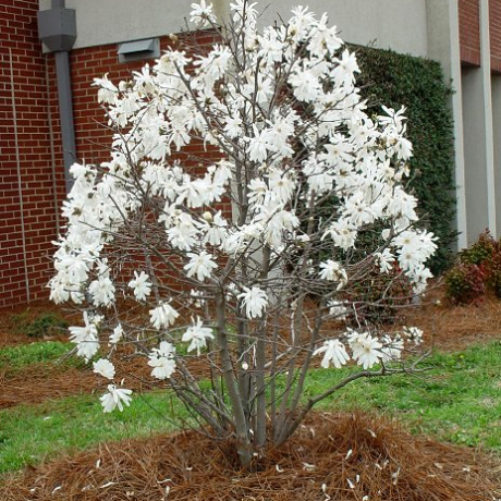 Magnolia stellata Waterlily - Zdjęcie №2