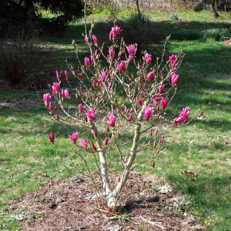 Magnolia hybrydowa Betty - Zdjęcie №3
