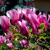 Magnolia hybrydowa George Henry Kern : zmniejszona - Zdjęcie №5