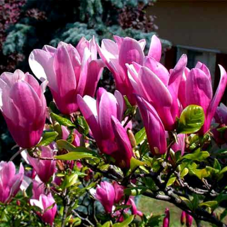 Magnolia hybrydowa George Henry Kern - Zdjęcie №5