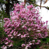 Magnolia x loebneri Leonard Messel : zmniejszona - Zdjęcie №2