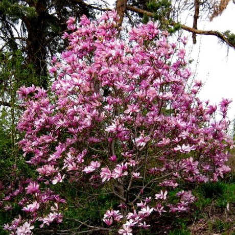 Magnolia x loebneri Leonard Messel - Zdjęcie №2