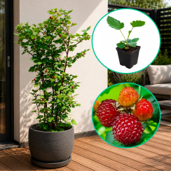 Drzewo malinowe Raspberry Tower w doniczce P9 (letnia malina japońska)