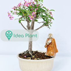 Bonsai Acerola (Malpighia 5 lat) doniczka 12 cm / wysokość rośliny 15 cm
