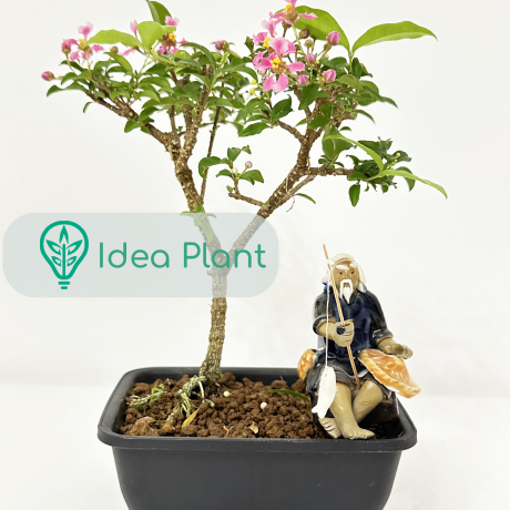 Bonsai Acerola (4 lat) doniczka plastik 12 cm / wysokość rośliny 15 cm - Zdjęcie №1