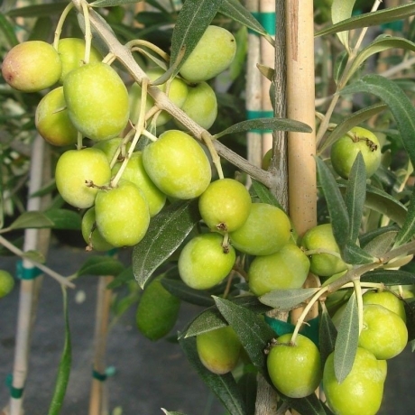 Drzewo oliwne (oliwka) Manzanilla (h20-35cm) - Zdjęcie №1