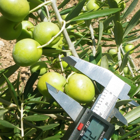 Drzewo oliwne (oliwka) Manzanilla (h20-35cm) - Zdjęcie №2