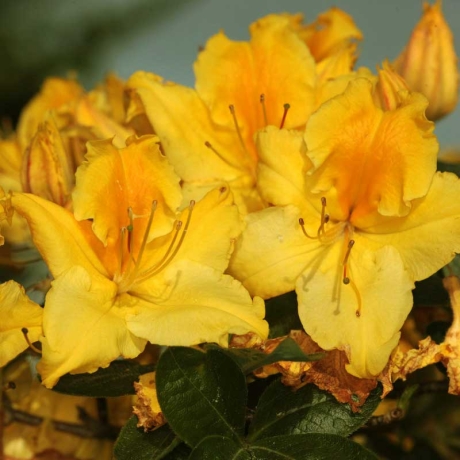 Azalia wielkokwiatowa Marabella C2 h 30-65 cm - Zdjęcie №2