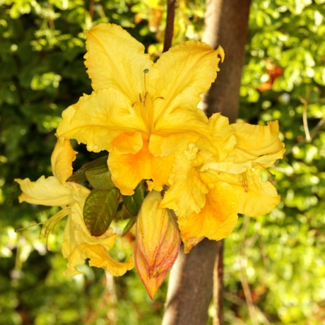 Azalia wielkokwiatowa Marabella C2 h 30-65 cm - Zdjęcie №3