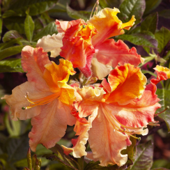 Azalia wielkokwiatowa Mayaro C2 h 30-65 cm
