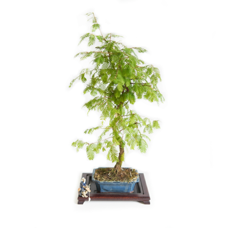 Metasekwoja bonsai (6 lat) doniczka 15 cm / wysokość rośliny 50 cm - Zdjęcie №1
