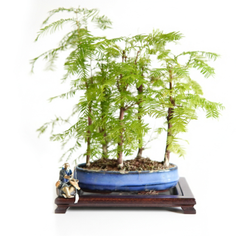 Metasekwoja bonsai las (6 lat) doniczka 30cm / wysokość rośliny 28cm - Zdjęcie №1