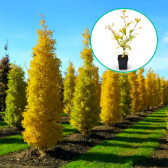 Milorzab dwuklapowy 'Blagon' (Ginkgo biloba)