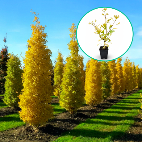 Milorzab dwuklapowy 'Blagon' (Ginkgo biloba) - Zdjęcie №1