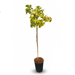 Milorzab dwuklapowy na pniu 'Mariken' (Ginkgo biloba)