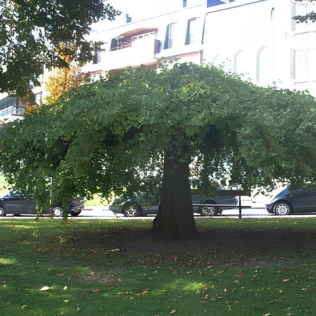Miłorząb Pendula - Zdjęcie №1