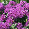 Różanecznik Mogambo (rhododendron) C2 h 30-50 cm : zmniejszona - Zdjęcie №1