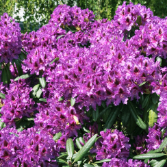 Różanecznik Mogambo (rhododendron) C2 h 30-50 cm