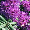 Różanecznik Mogambo (rhododendron) C2 h 30-50 cm : zmniejszona - Zdjęcie №3