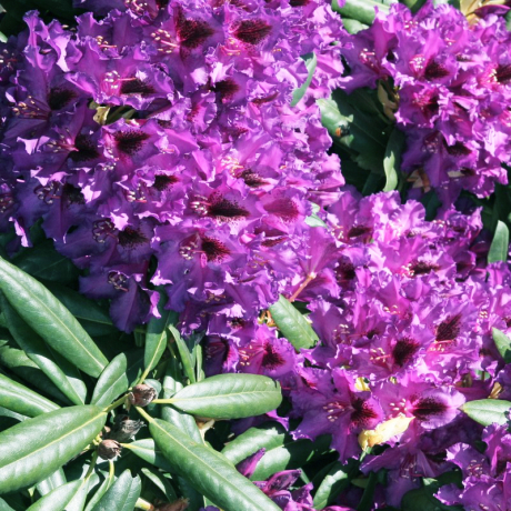 Różanecznik Mogambo (rhododendron) C2 h 30-50 cm - Zdjęcie №3