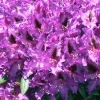 Różanecznik Mogambo (rhododendron) C2 h 30-50 cm : zmniejszona - Zdjęcie №2