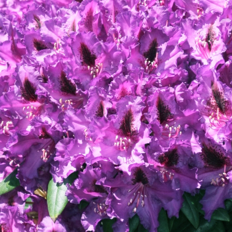 Różanecznik Mogambo (rhododendron) C2 h 30-50 cm - Zdjęcie №2