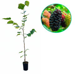 Morwa czarna 'Shelli' (dwuletnia, szczepiona w doniczce)