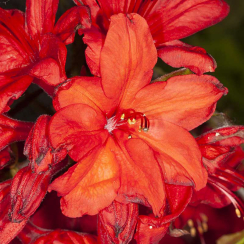Azalia wielkokwiatowa Nabucco C2 h 30-65 cm