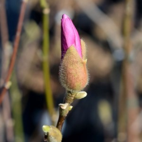 Magnolia hybrydowa George Henry Kern - Zdjęcie №4