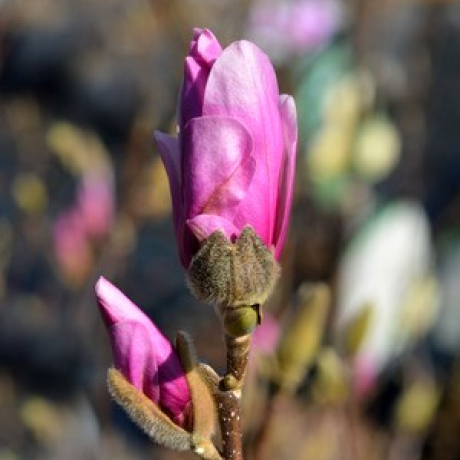 Magnolia hybrydowa George Henry Kern - Zdjęcie №2