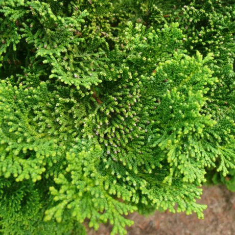 Cyprysik tępołuskowy Nana Gracilis (Chamaecyparis obtusa) - Zdjęcie №1