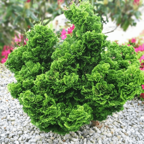 Cyprysik tępołuskowy Nana Gracilis (Chamaecyparis obtusa) - Zdjęcie №2