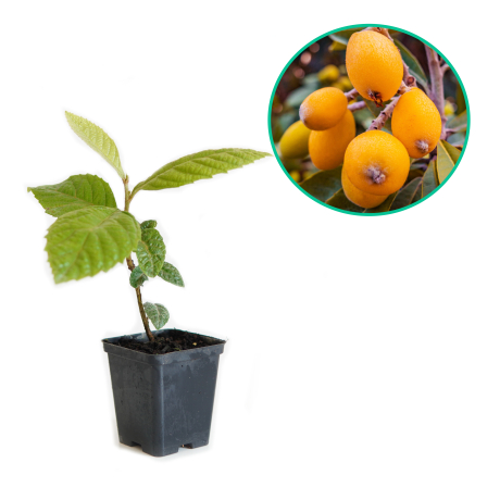 Nieśplik japoński Hiszpański (Eriobotrya japonica) - Zdjęcie №1