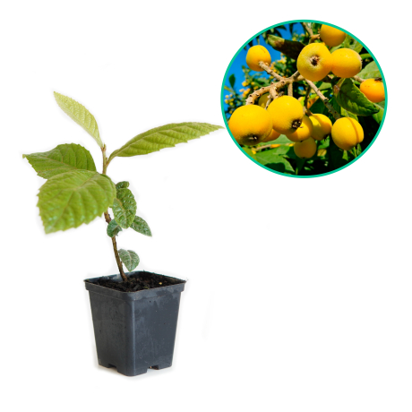 Nieśplik japoński Portugalski (Eriobotrya japonica) - Zdjęcie №1