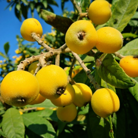 Nieśplik japoński Portugalski (Eriobotrya japonica) - Zdjęcie №2