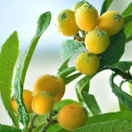 Nieśplik japoński Portugalski (Eriobotrya japonica) - Zdjęcie №3