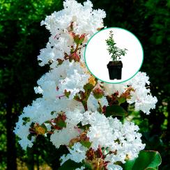 Lagerstroemia indica Nivea (C2 h 20-35 cm)