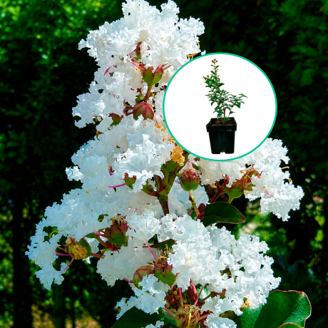 Lagerstroemia indica Nivea (C2 h 20-35 cm) - Zdjęcie №1