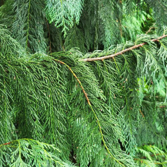 Cyprysik nutkajski (Chamaecyparis nootkatensis)