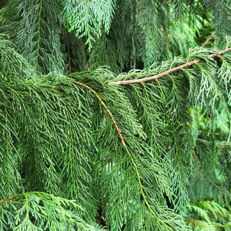 Cyprysik nutkajski (Chamaecyparis nootkatensis) - Zdjęcie №1