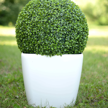 Bukszpan Zwyczajny - Zdjęcie №2