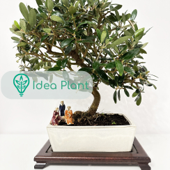 Oliwka Europejska Bonsai (8 lat) doniczka 23 cm / wysokość rośliny 30 cm