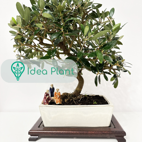 Oliwka Europejska Bonsai (8 lat) doniczka 23 cm / wysokość rośliny 30 cm - Zdjęcie №1