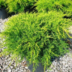 Jałowiec pośredni Old Gold (Juniperus pfitzeriana)