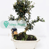 Bonsai Oliwka Sylvestris (8 lat) doniczka 15 cm / wysokość rośliny 20 cm : zmniejszona - Zdjęcie №1