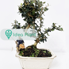 Bonsai Oliwka Sylvestris (8 lat) doniczka 15 cm / wysokość rośliny 20 cm