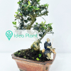 Bonsai Oliwka Sylvestris (8 lat) doniczka 15 cm / wysokość rośliny 20 cm : zmniejszona - Zdjęcie №2