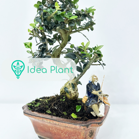 Bonsai Oliwka Sylvestris (8 lat) doniczka 15 cm / wysokość rośliny 20 cm - Zdjęcie №2