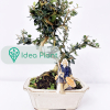 Bonsai Oliwka Sylvestris (8 lat) doniczka 15 cm / wysokość rośliny 20 cm : zmniejszona - Zdjęcie №3